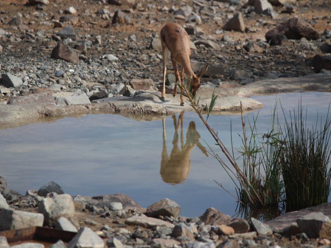 Al Hefaiyah Mountain Conservation Centre-Kalba必去景点
