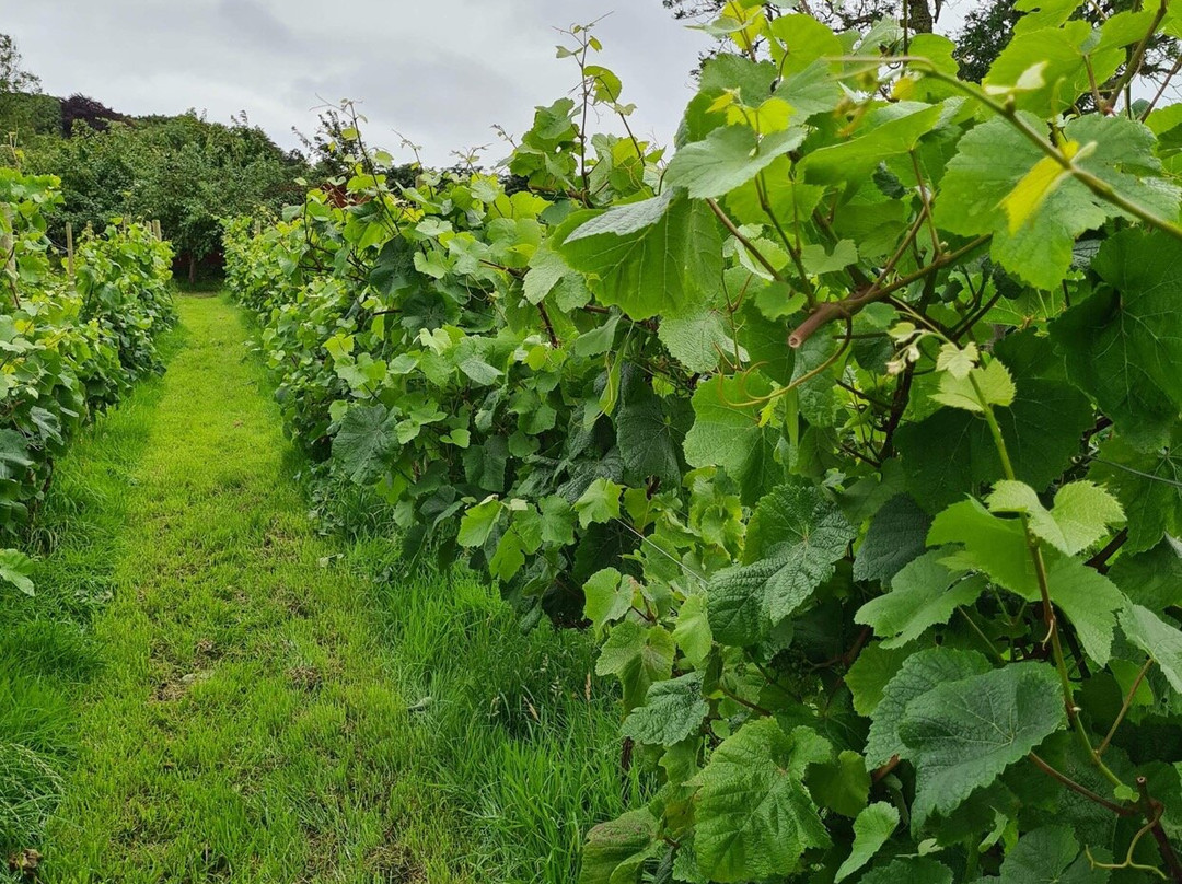 Red Wharf Bay Vineyard景点图片