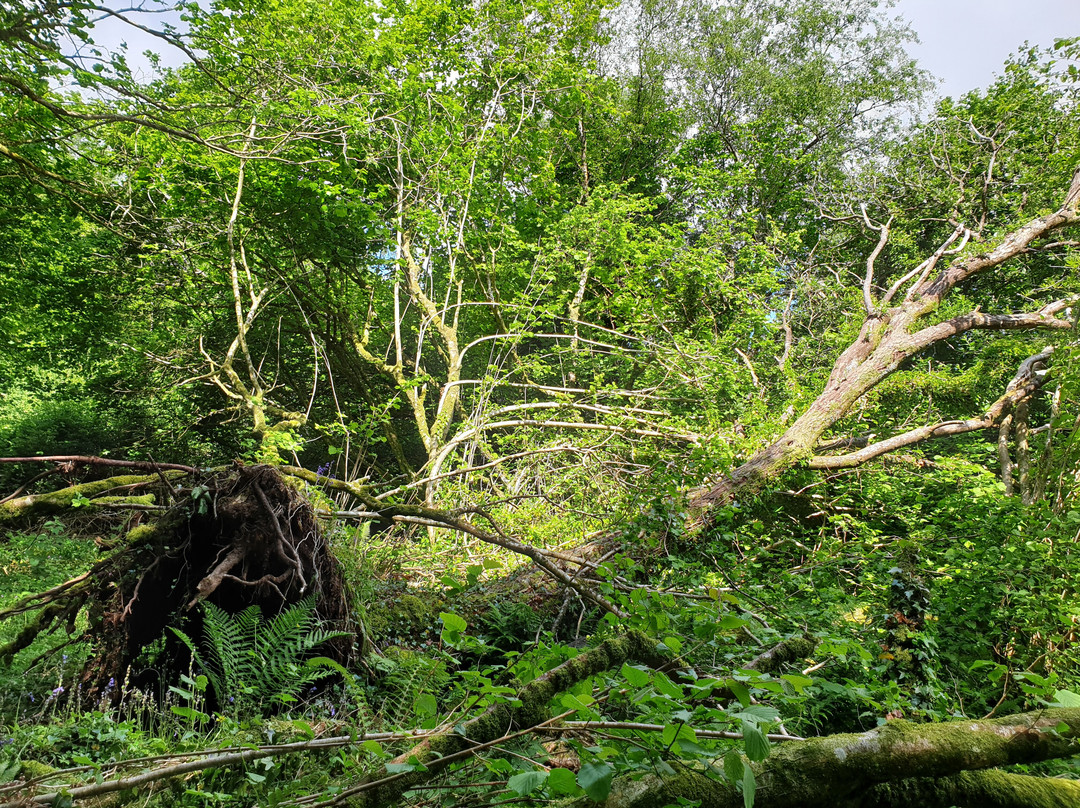 Straidkilly Nature Reserve景点图片