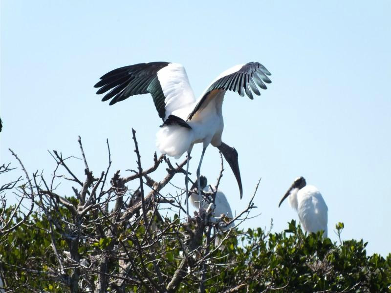 Peace River Boat Tours-阿卡迪亚必去景点