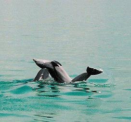 Wild About Dolphins-基韦斯特必去景点