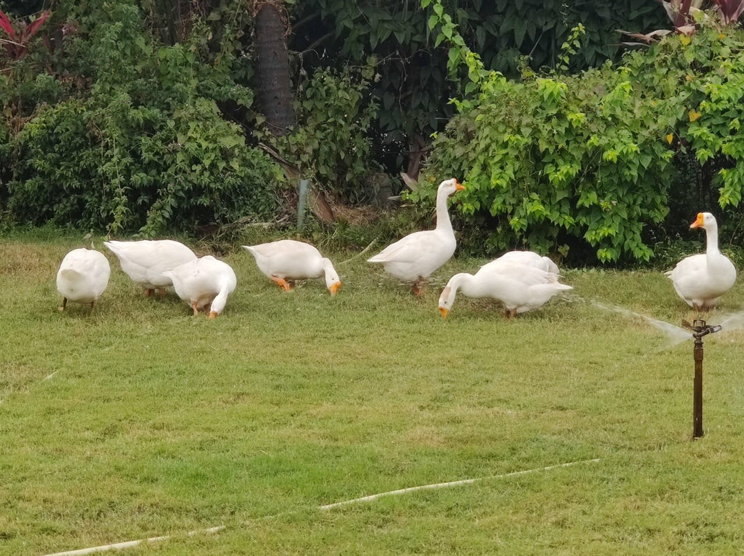 果阿皇家兰花海滩度假村主图