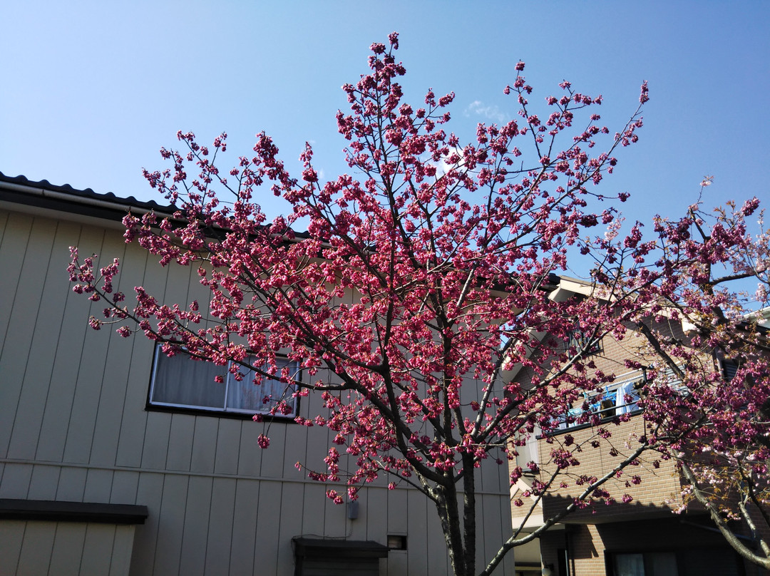 Sagamigaoka Nakayoshi Komichi Sakura Hyakka no Michi-座间市必去景点