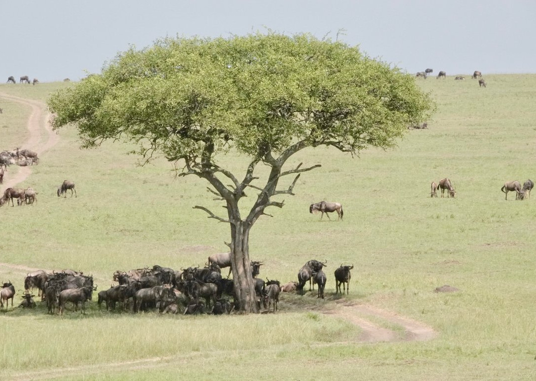 Civvet African Tours and Safaris-蒙巴萨必去景点