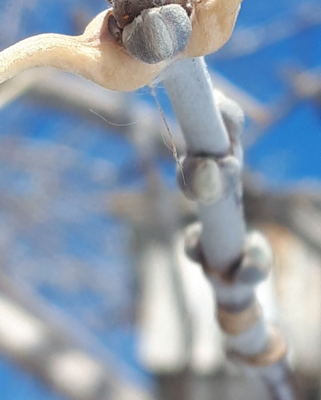 Icelandic Heritage-基米尼必去景点