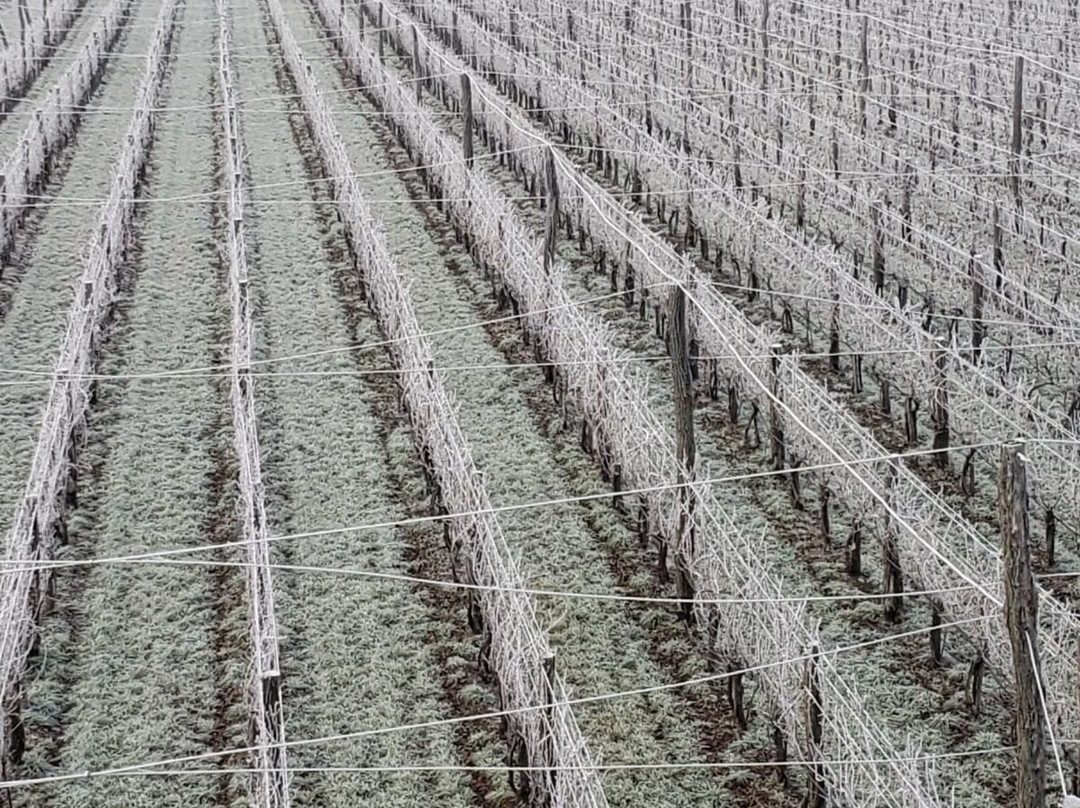 Vinarija Dragić景点图片