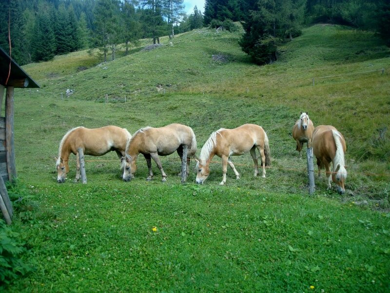 Passeggiata da Pescul al Rifugio Aquileia-Pescul必去景点