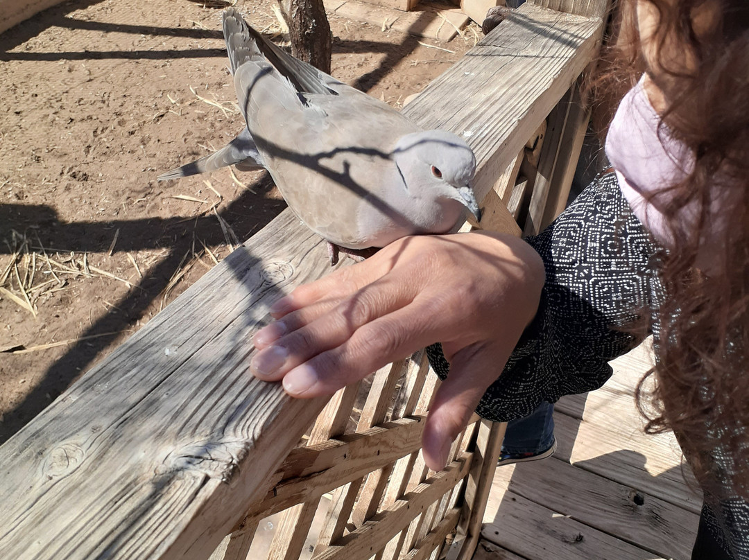 Alameda Park Zoo-阿拉莫戈多必去景点