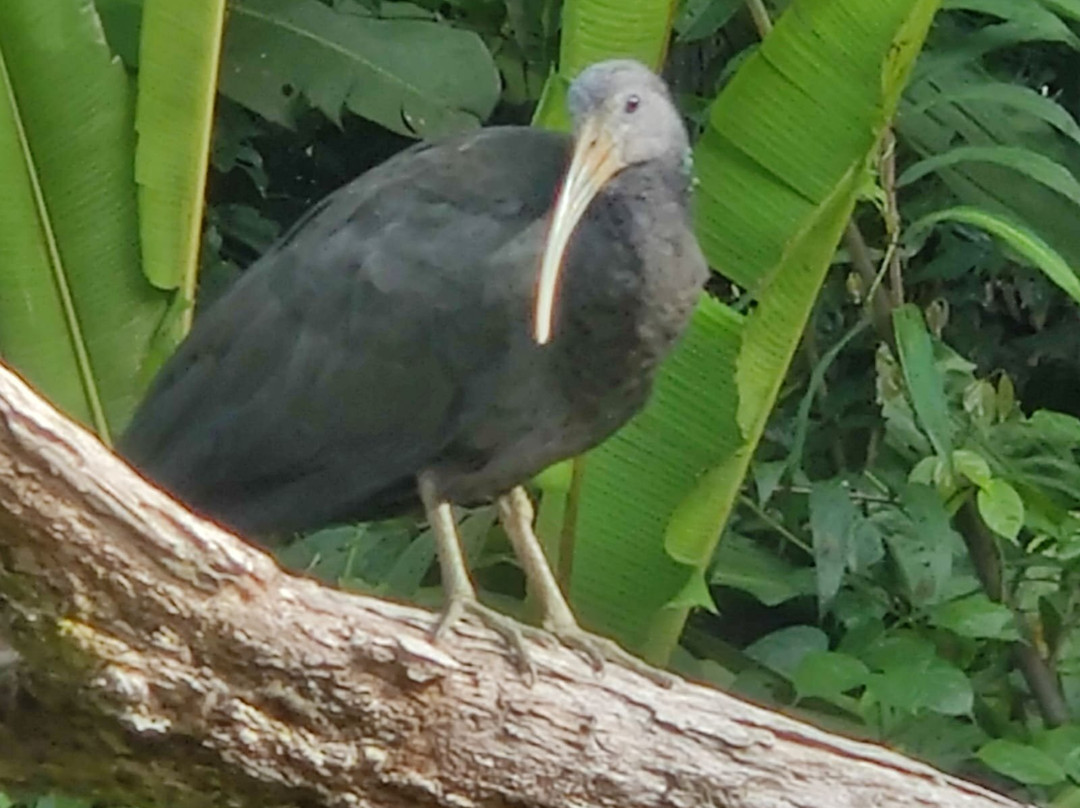 Tortuguero Adventures GuestHouse主图