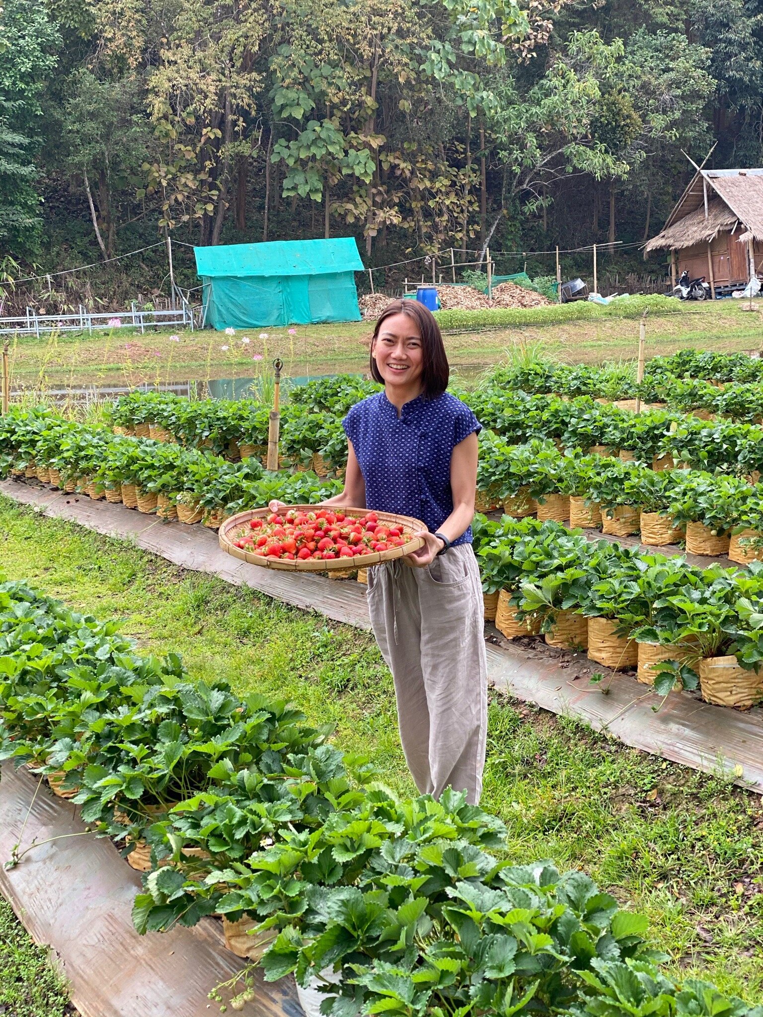 Ing Chan Farm-官方