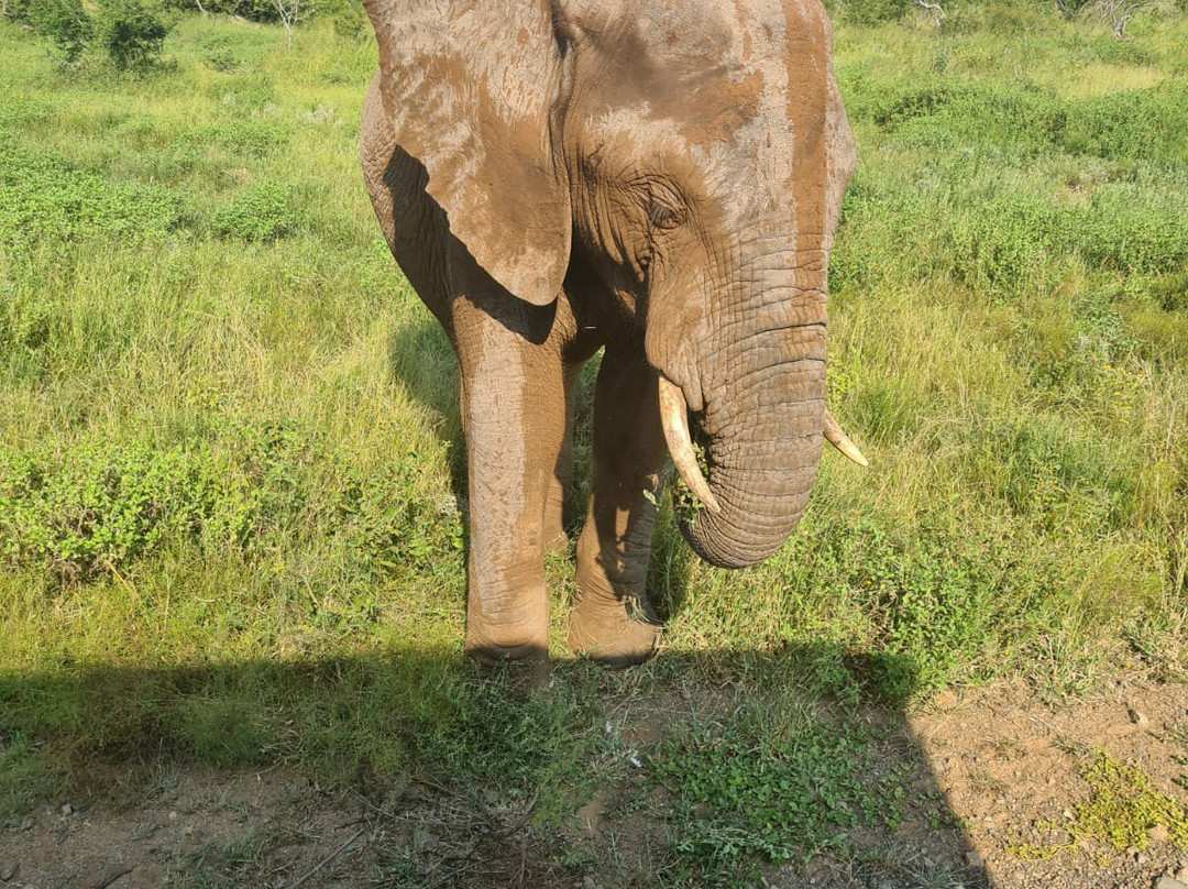 Crossroads Safaris & Tours-克鲁格国家公园必去景点