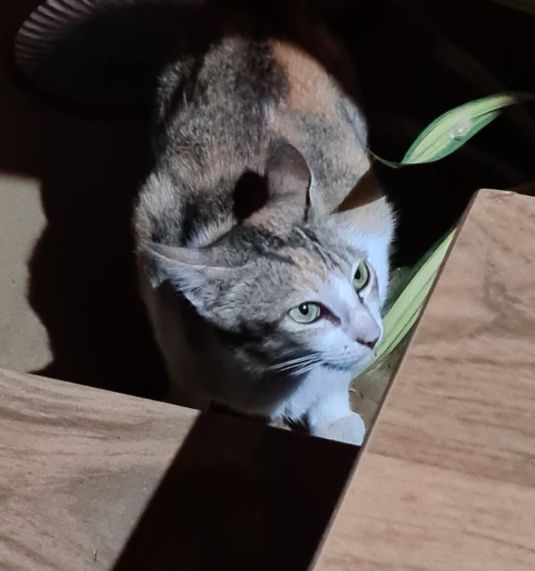 Himadri Retreat主图