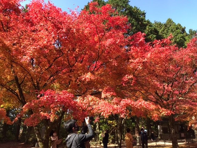 Nomiyama Kannon-ji Temple景点图片