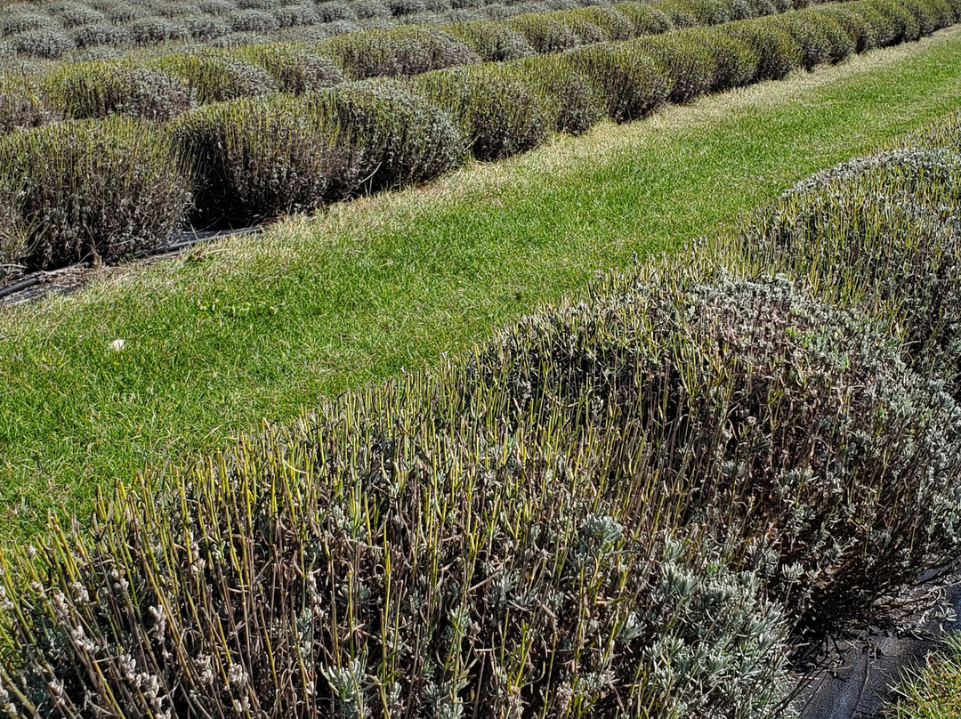 Fragrant Isle Lavender Farm & Shop-Washington Island必去景点