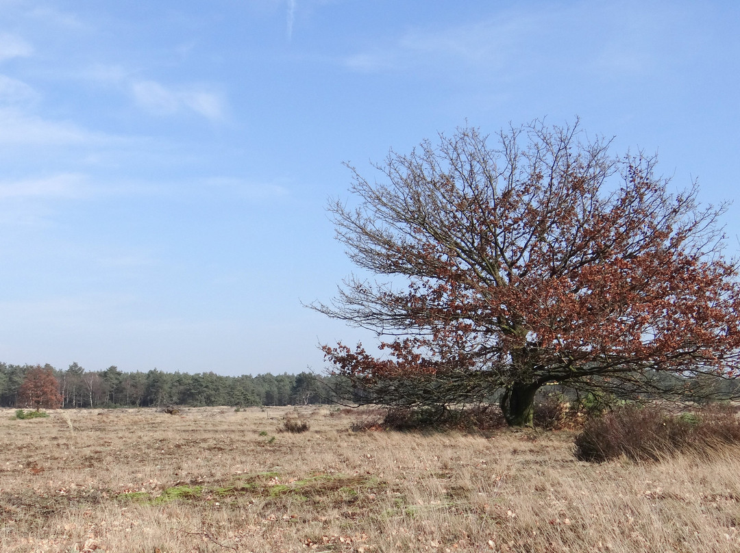 Kootwijkerzand-Kootwijk必去景点