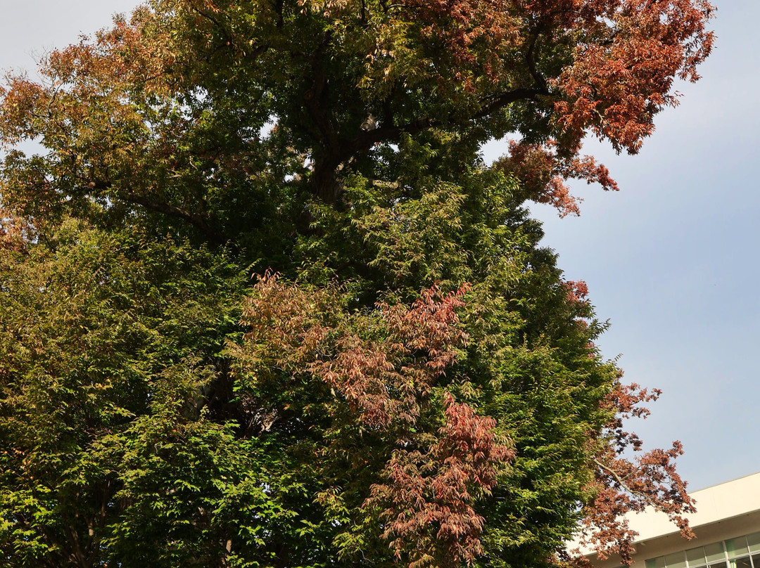 Big Zelkova of Higashine-东根市必去景点