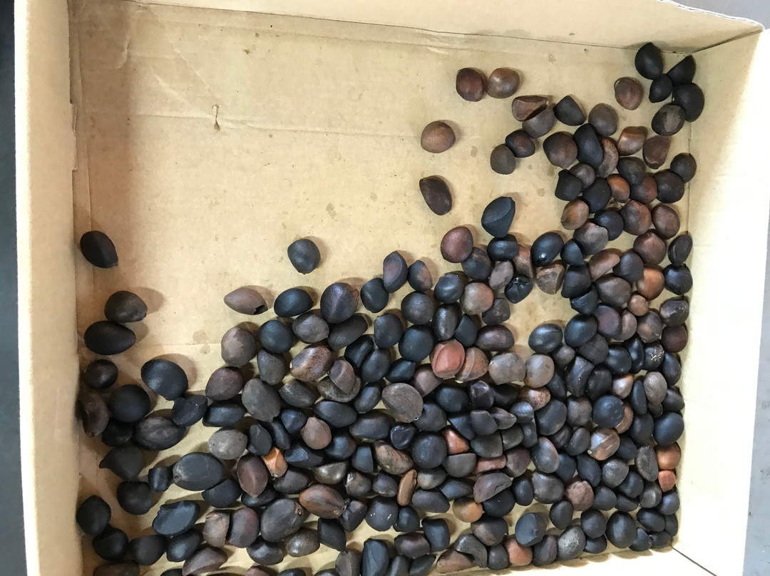 Takada Seiyujyo-大岛町必去景点