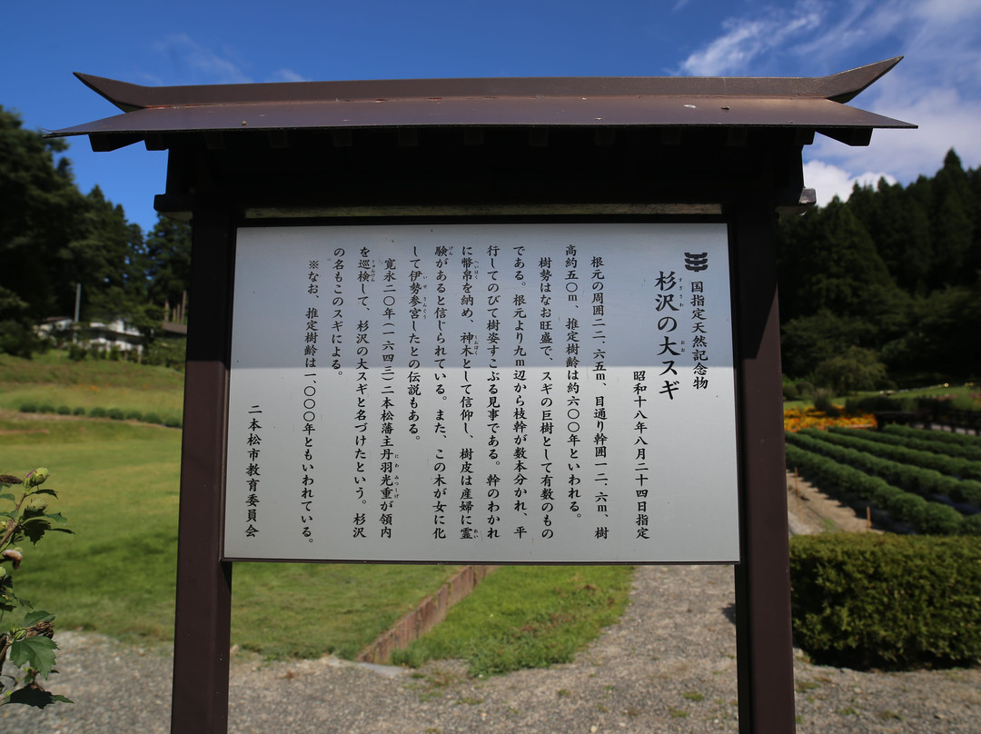 Japanese Cedar Tree of Sugisawa景点图片