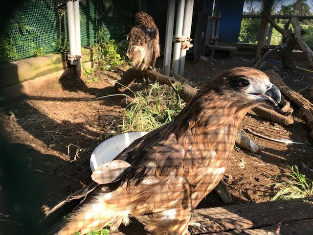 Gyotoku Birdwatching Facility-市川市必去景点