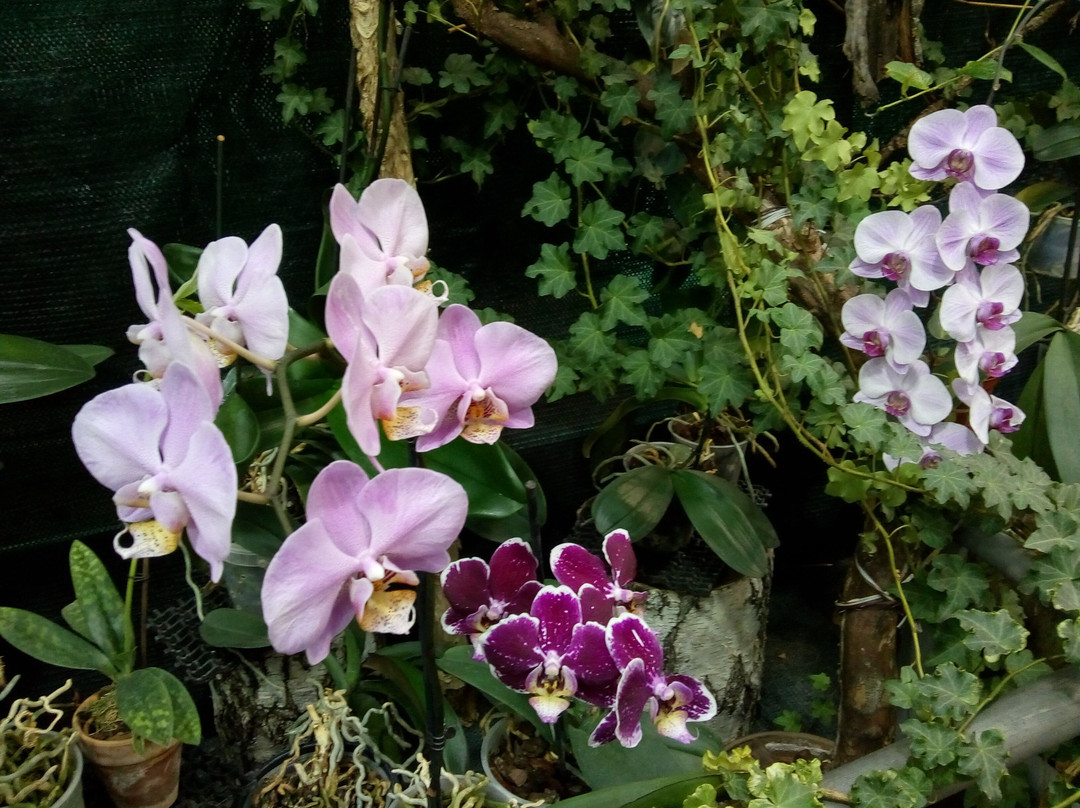 Central Botanical Garden of the National Academy of Sciences of Belarus-明斯克必去景点
