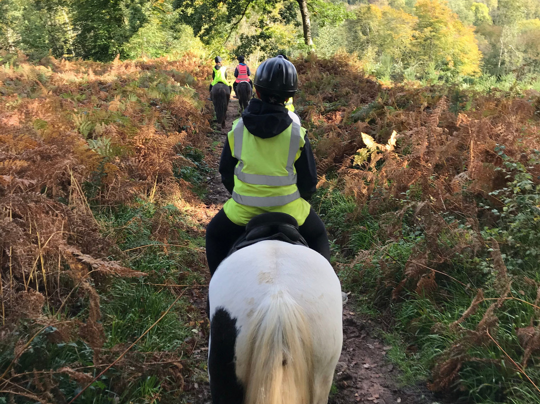 Severnwye Llama Trekking景点图片