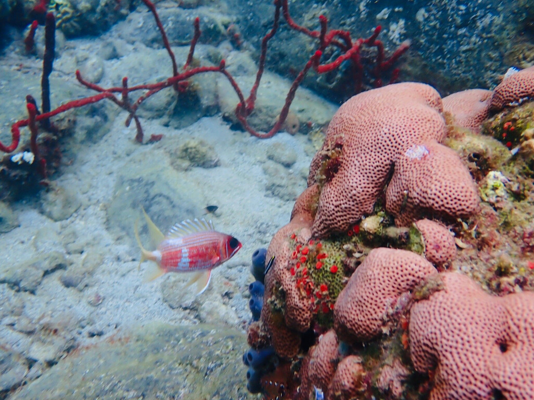 Calypso Plongée-Trois-Ilets必去景点