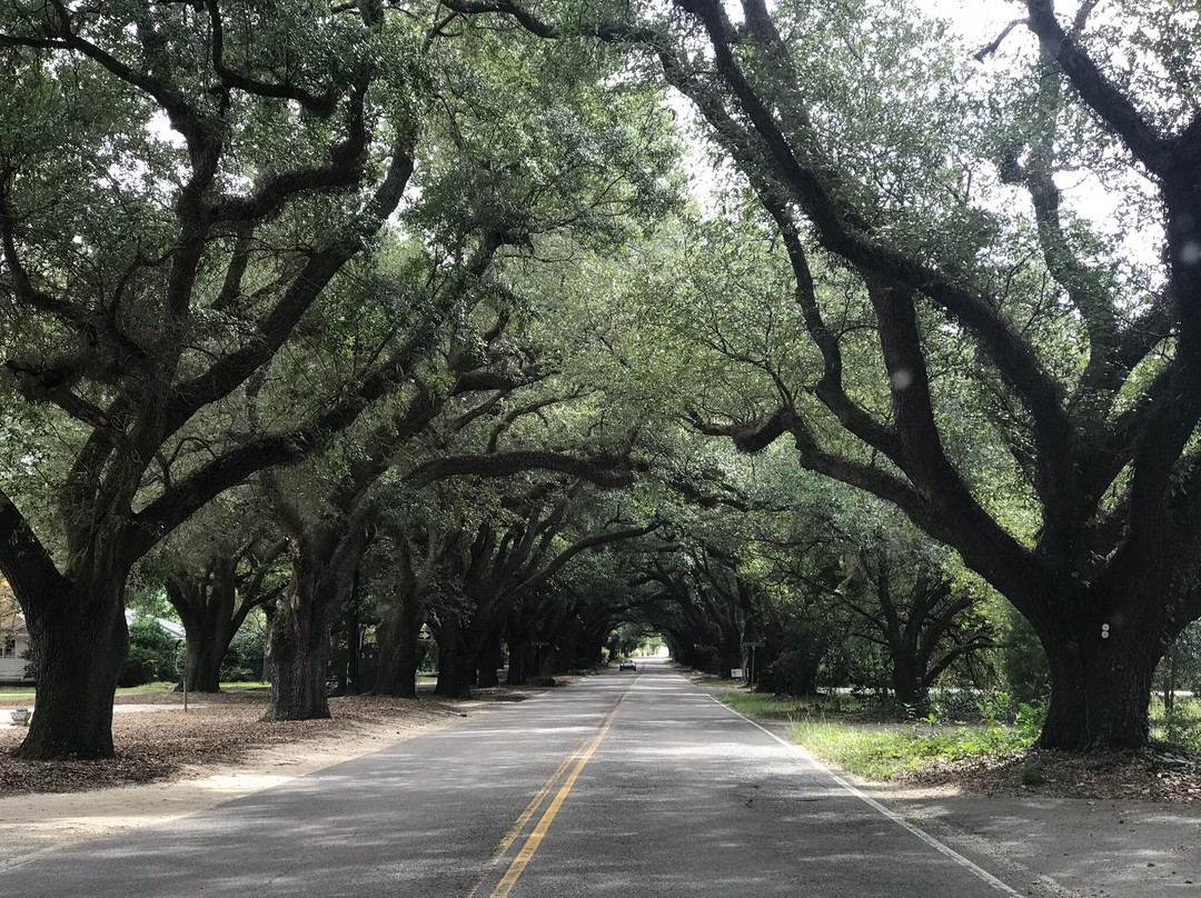 Pedego Electric Bikes-艾肯必去景点