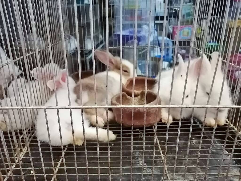 Cartimar-帕塞必去景点