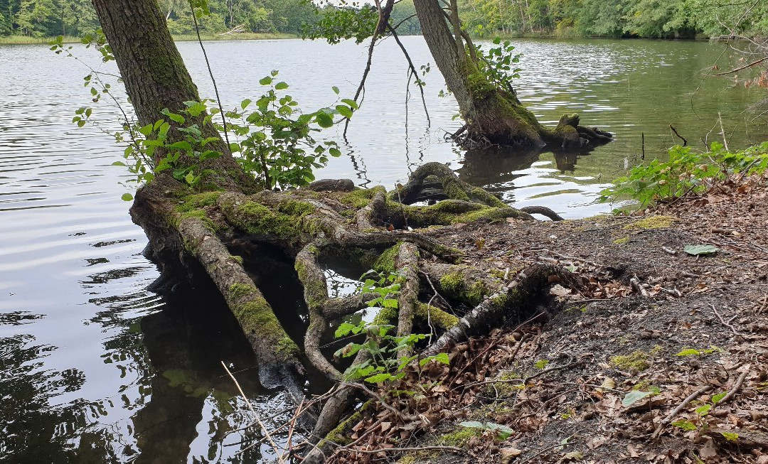 Raduń Lake景点图片