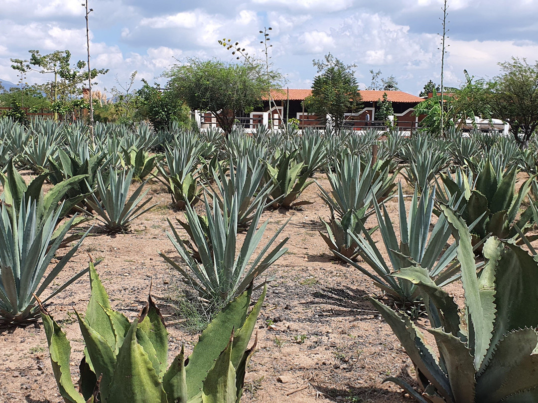 Mexplorer Adventures-瓦哈卡必去景点