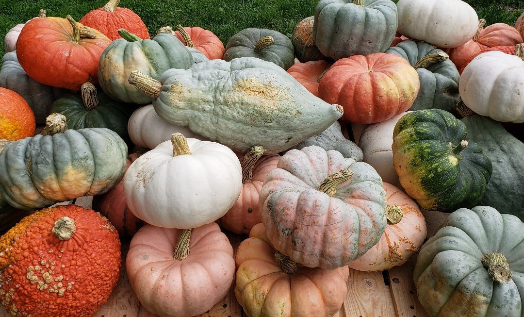 Patterson Fruit Farms-Chesterland必去景点