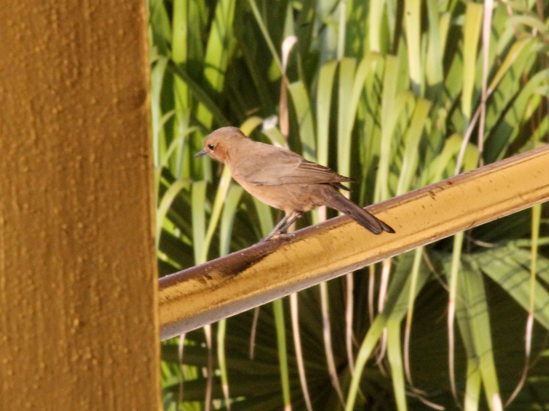 卡马拉杰普塔纳俱乐部度假村主图