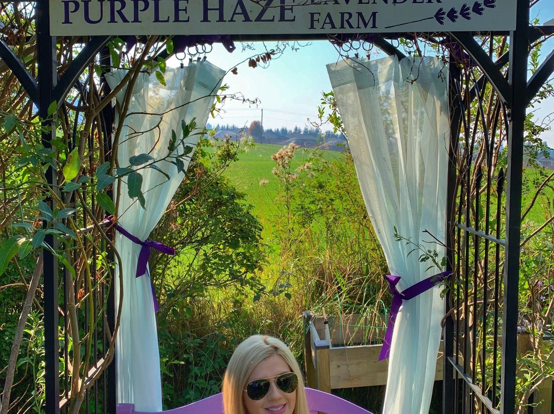 Purple Haze Lavender Farm景点图片