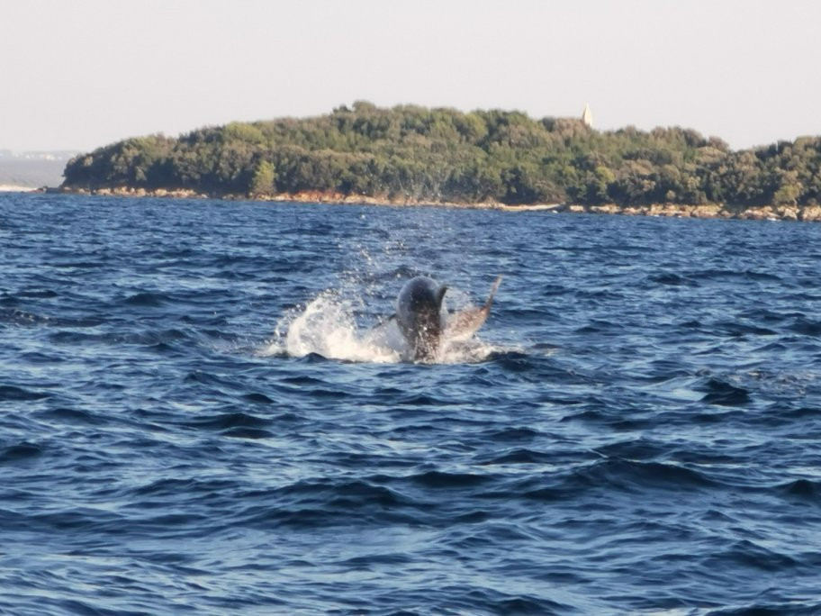 Dolphin Watching Rovinj景点图片