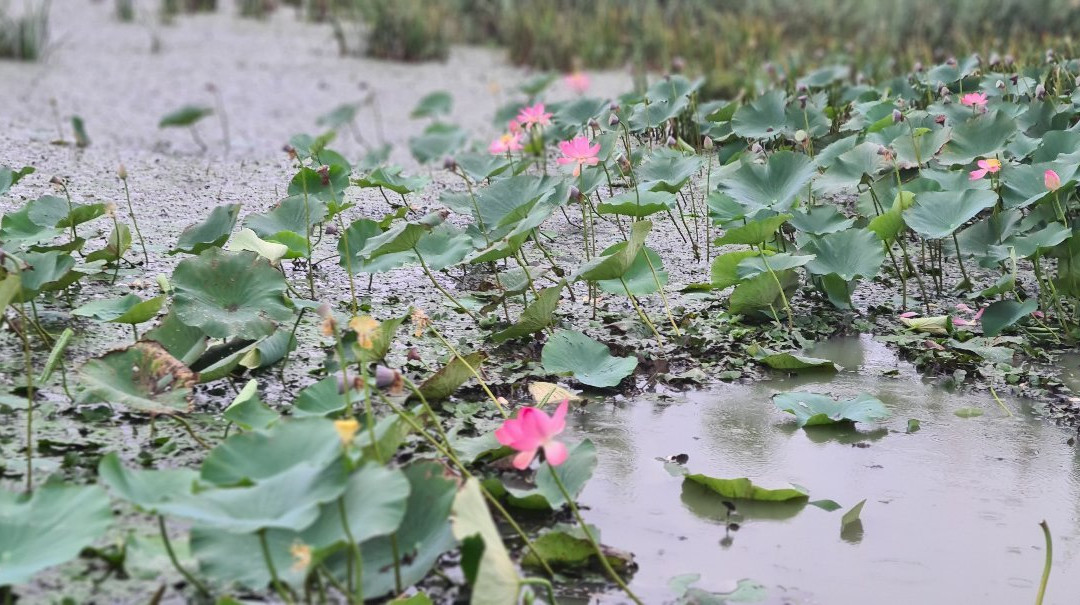 Lotus Valley景点图片