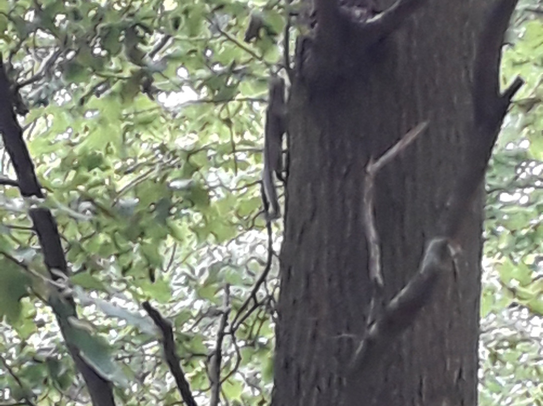 High Woods Country Park景点图片