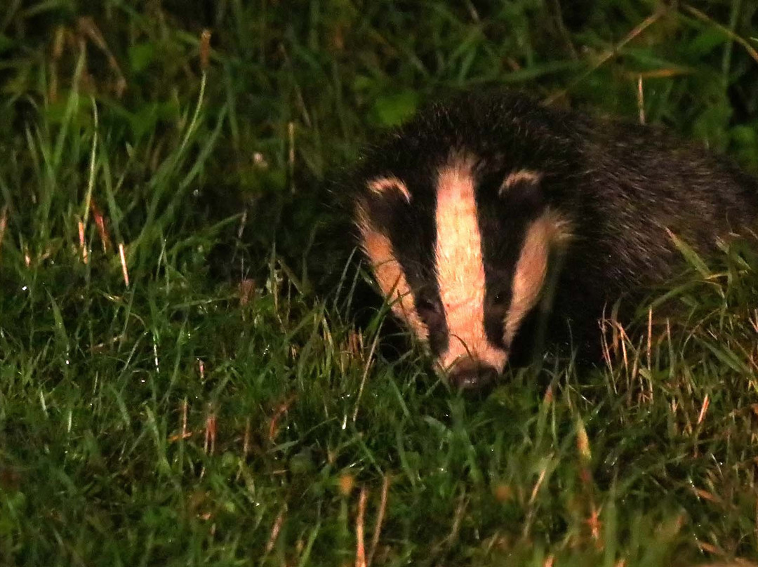 Badger Watch Dorset景点图片
