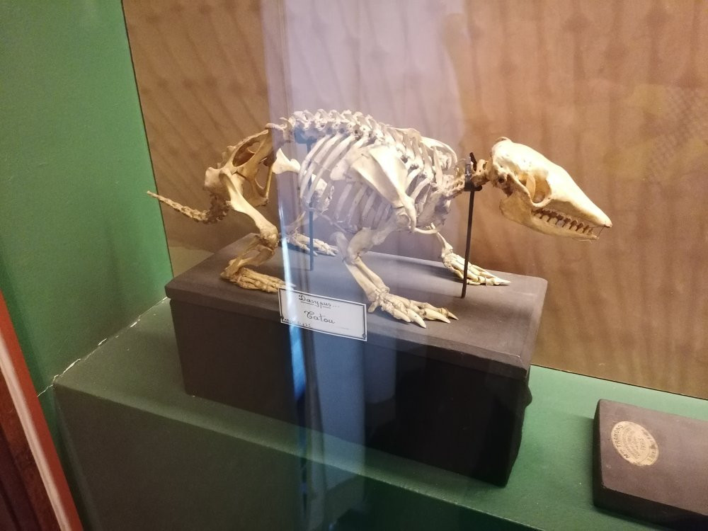 Muséum de Grenoble-格勒诺布尔必去景点