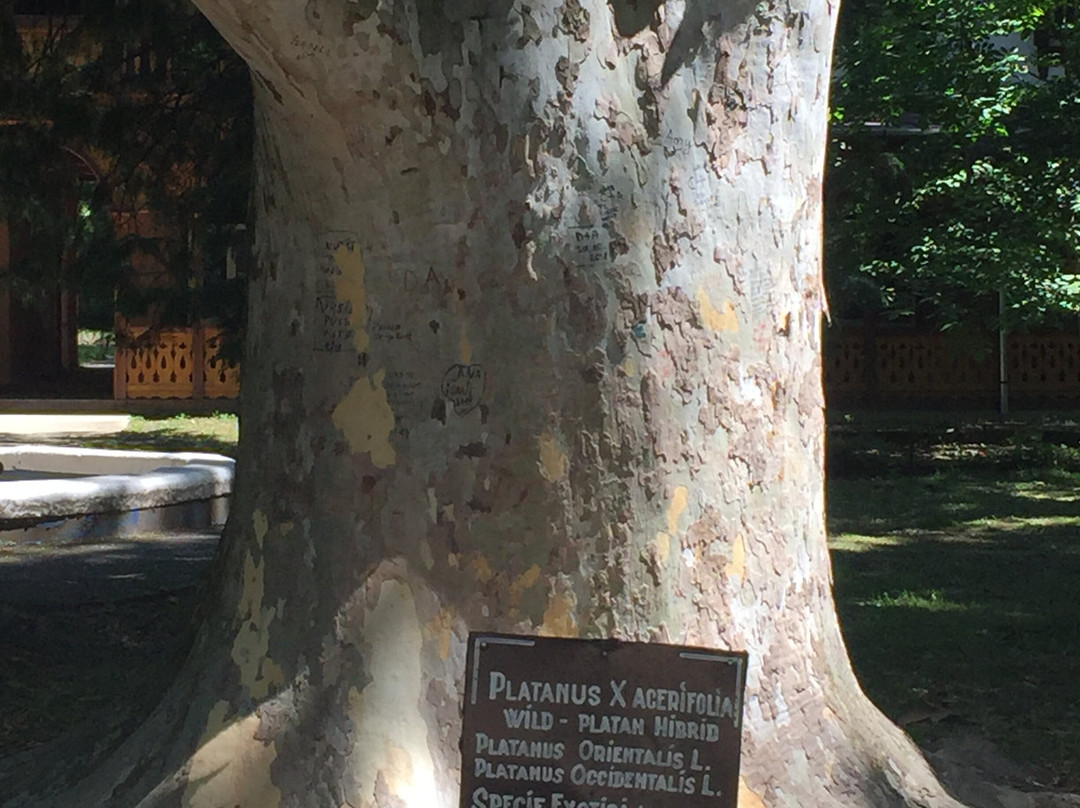 Buziaș Dendrological Park景点图片