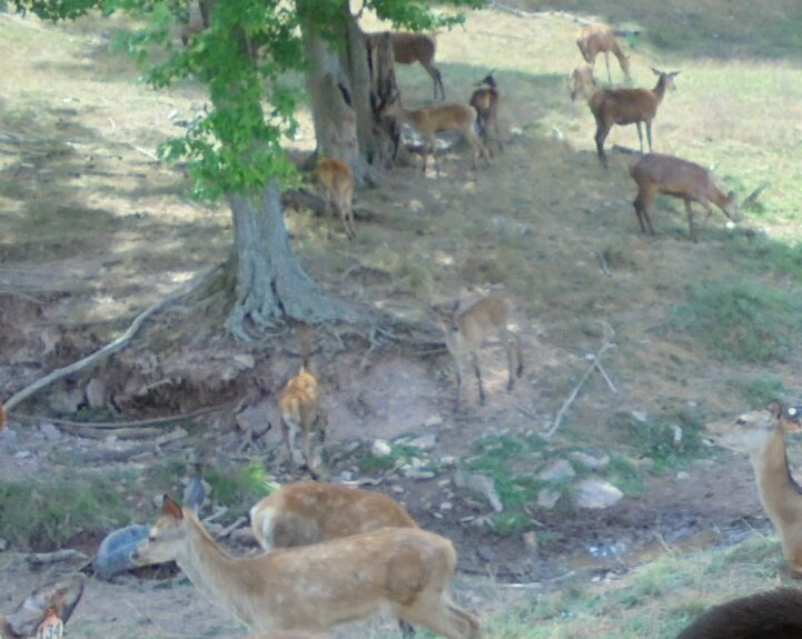 Red Deer at Rolling Hills Farm景点图片