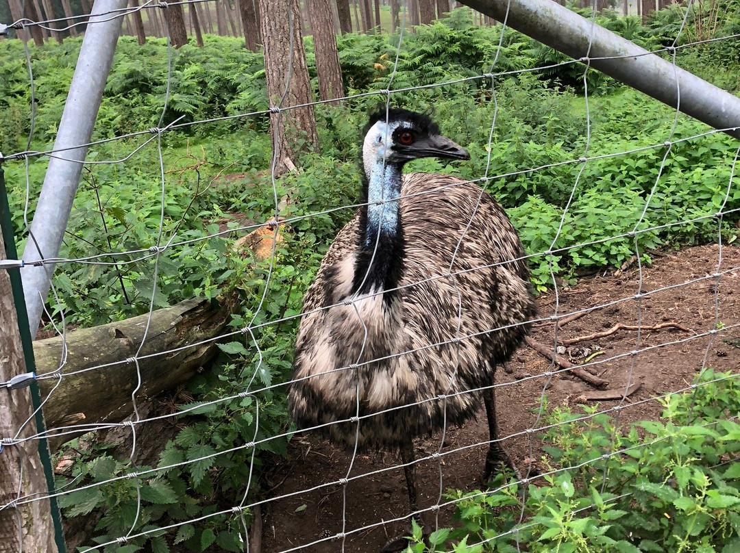 Naturwildpark Granat景点图片