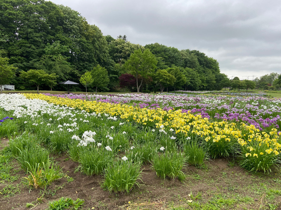 Ayame Park Fureaikan-岩见泽市必去景点