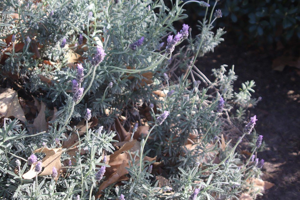Cedar Grove Park-Tustin必去景点