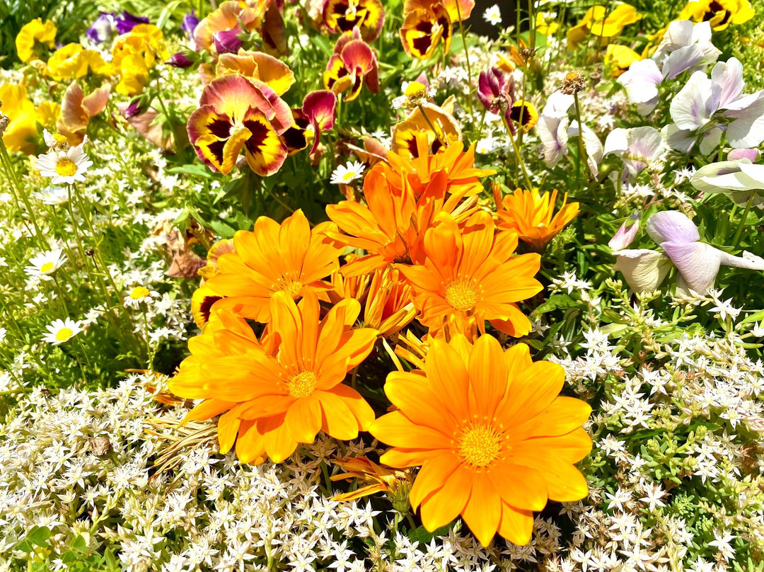 Musashi Kokubunji Park-国分寺市必去景点