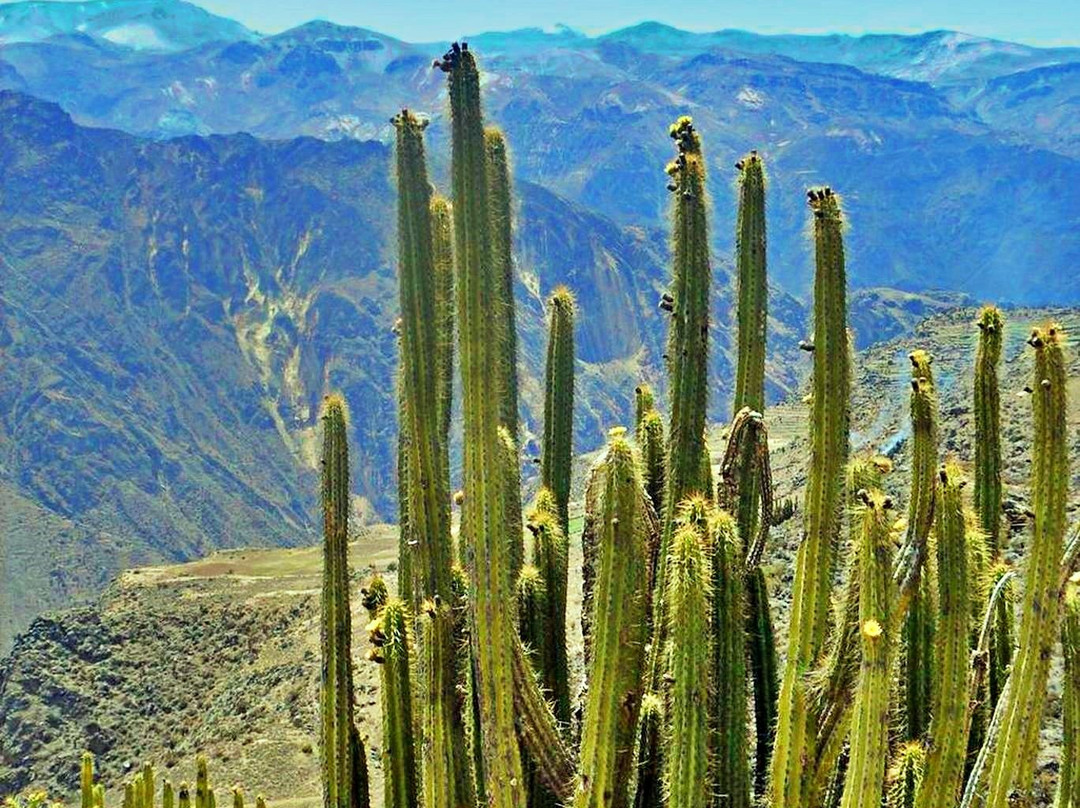 Colca Canyon-Arequipa Region必去景点