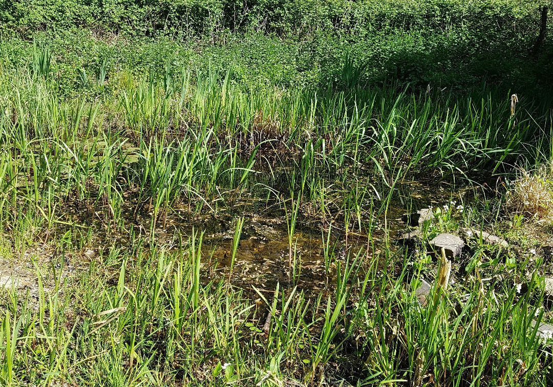 NaturGut Ophoven景点图片