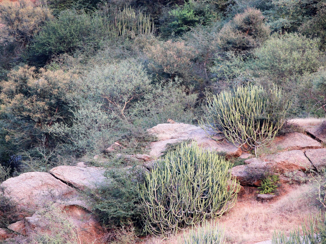 Jawai Dam-Pali必去景点