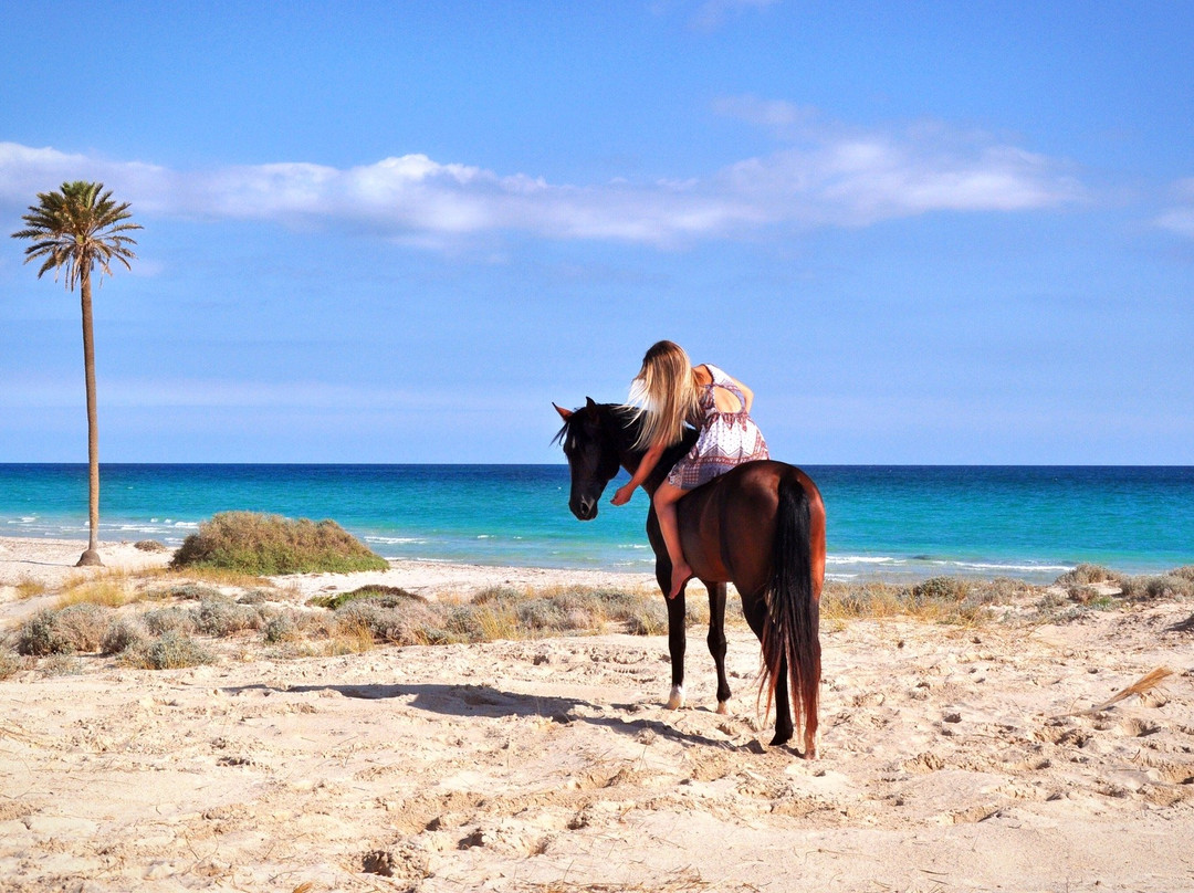 Djerba Zitouna Stables-杰尔巴岛必去景点