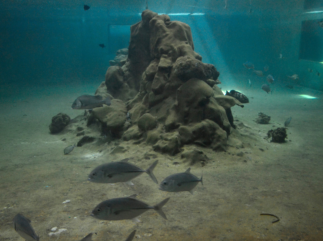 Kavaratti Island Marine Aquarium-Kavaratti Island必去景点