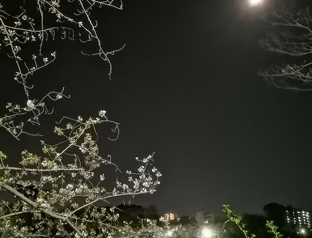 Senzokuike Park-大田区必去景点